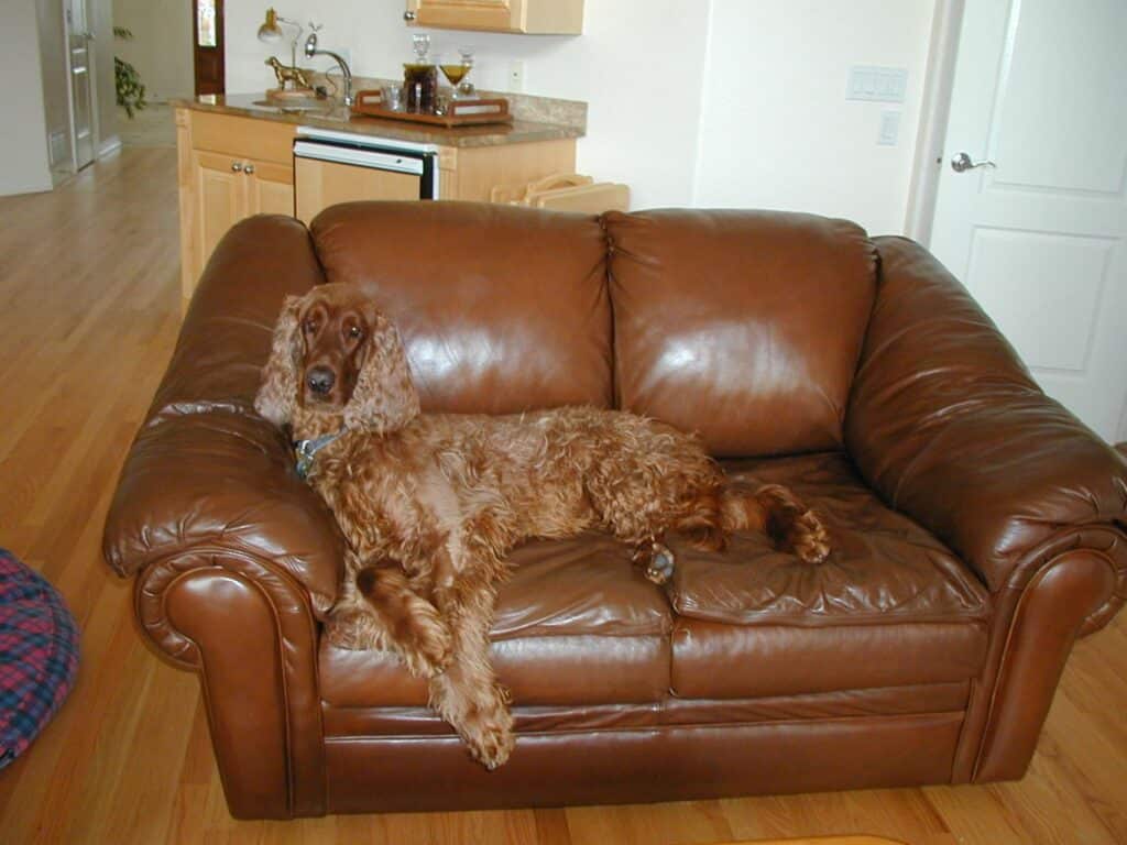 Can Pets Use Furniture After Leather Restoration